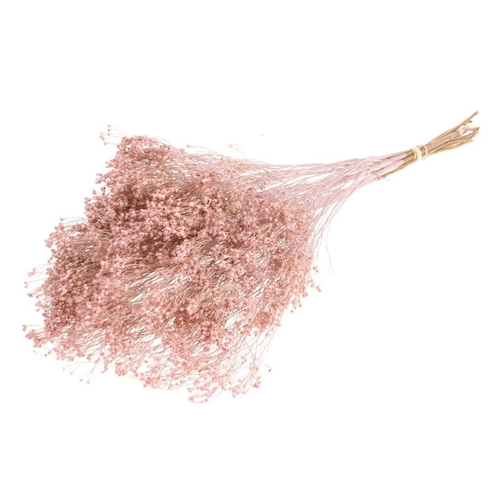 Agora Fleurs Fleurs Broom Bloom - Pink Misty