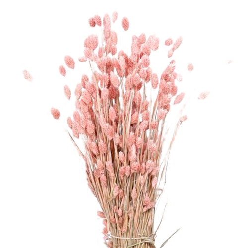 Agora Fleurs Fleurs Phalaris - Pink Misty