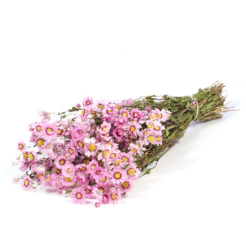 Agora Fleurs Fleurs Rhodanthe - Natural Pink