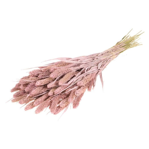 Agora Fleurs Fleurs Setarea - Pink Misty