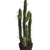 Cactus en pot (61 cm) Jasaco