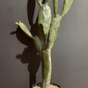 Cactus en pot (84 cm) Jasaco