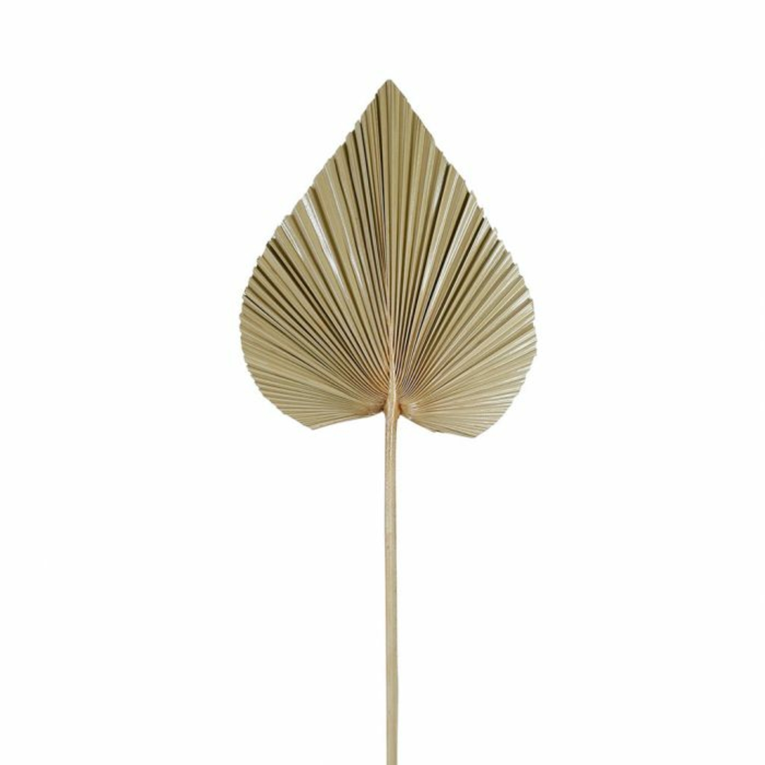 Feuille de palmier Cœur Sema Design