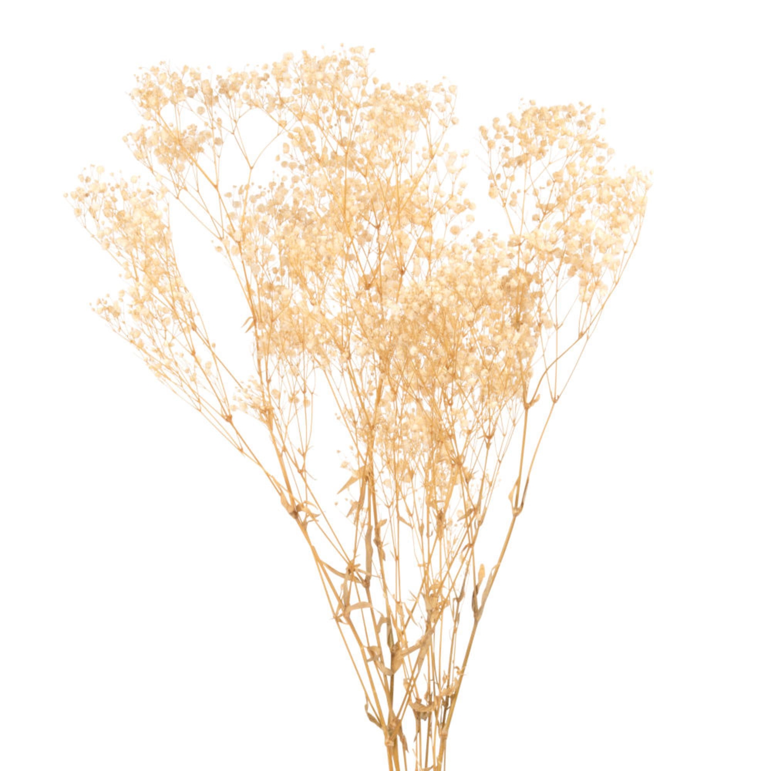 fleur Opjet