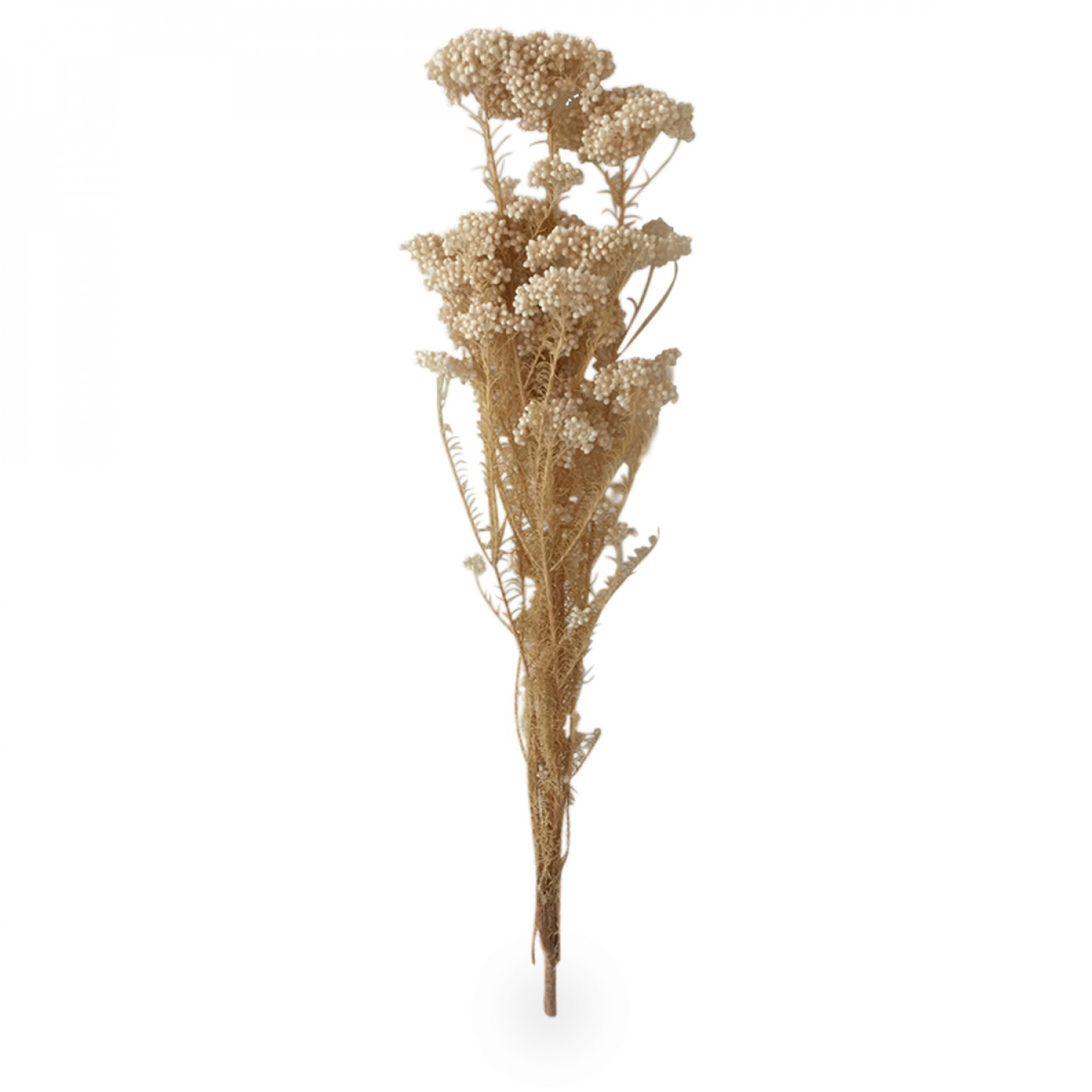 Fleurs d'Achillea Naturelles Opjet