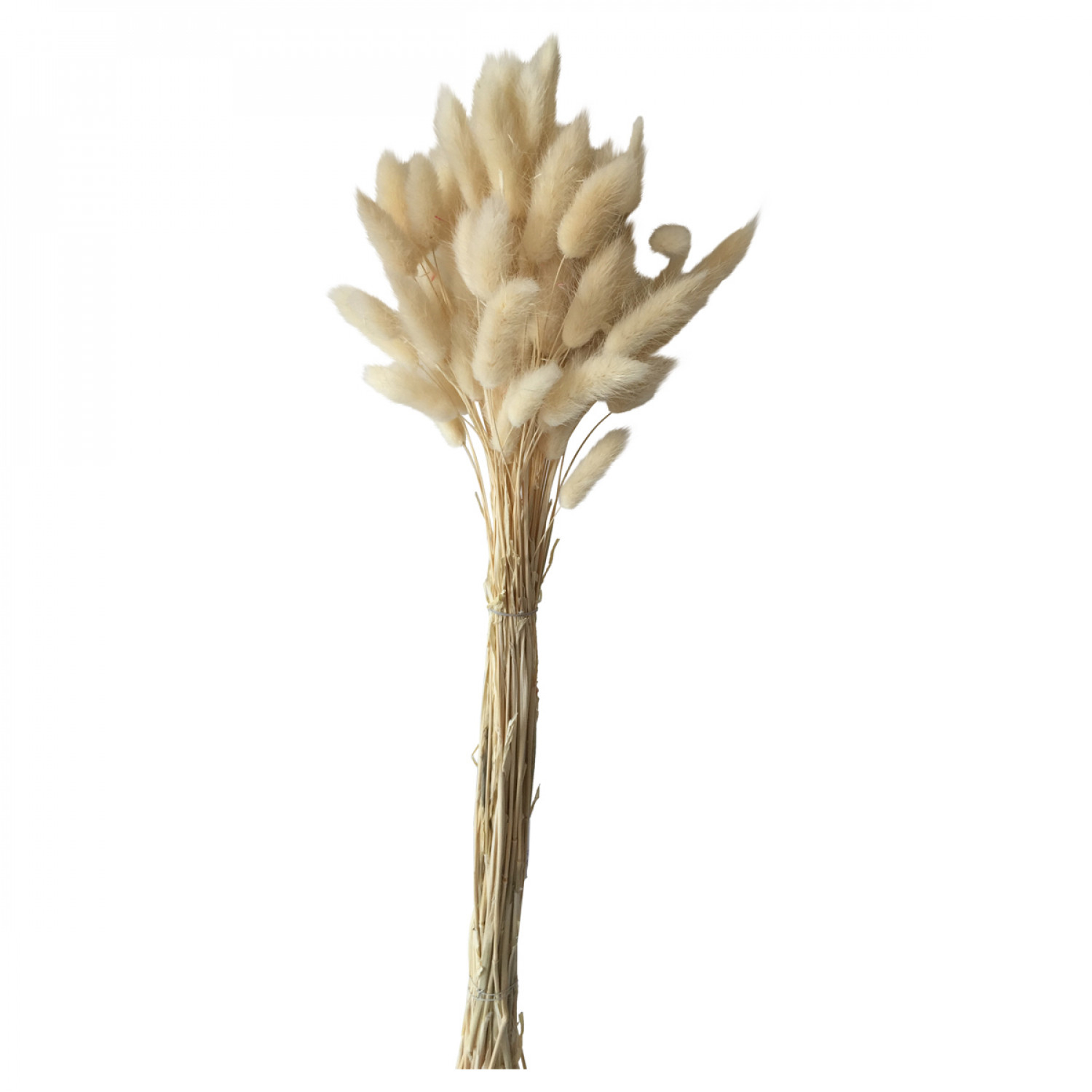 Fleurs de Lagurus Naturel (60 cm) Opjet