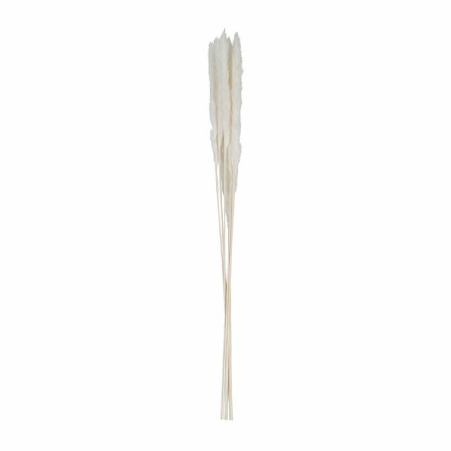 Fleurs de Pampa 6 Branches (H.75 cm) Sema Design