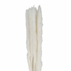 Fleurs de Pampa 6 Branches (H.75 cm) Sema Design