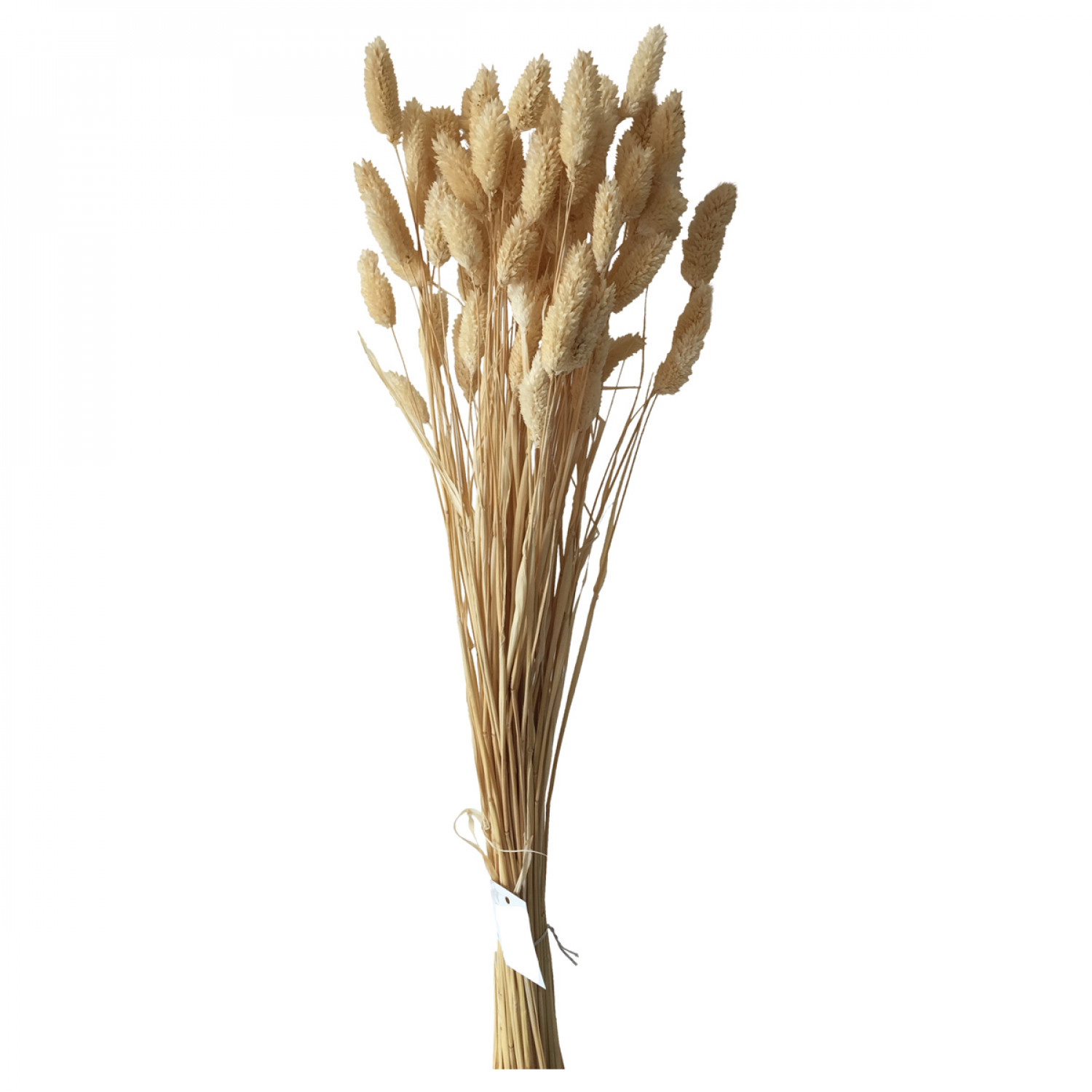 Fleurs de Philaris Naturel (70 cm) Opjet