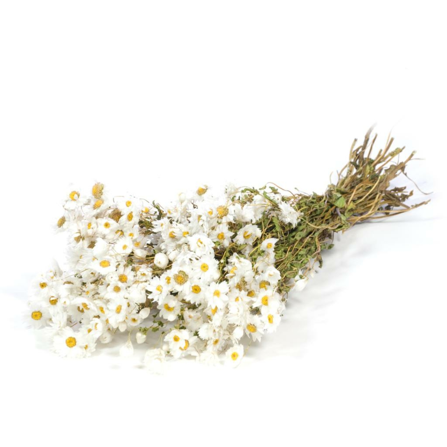 Fleurs Rhodanthe - Natural White Agora Fleurs