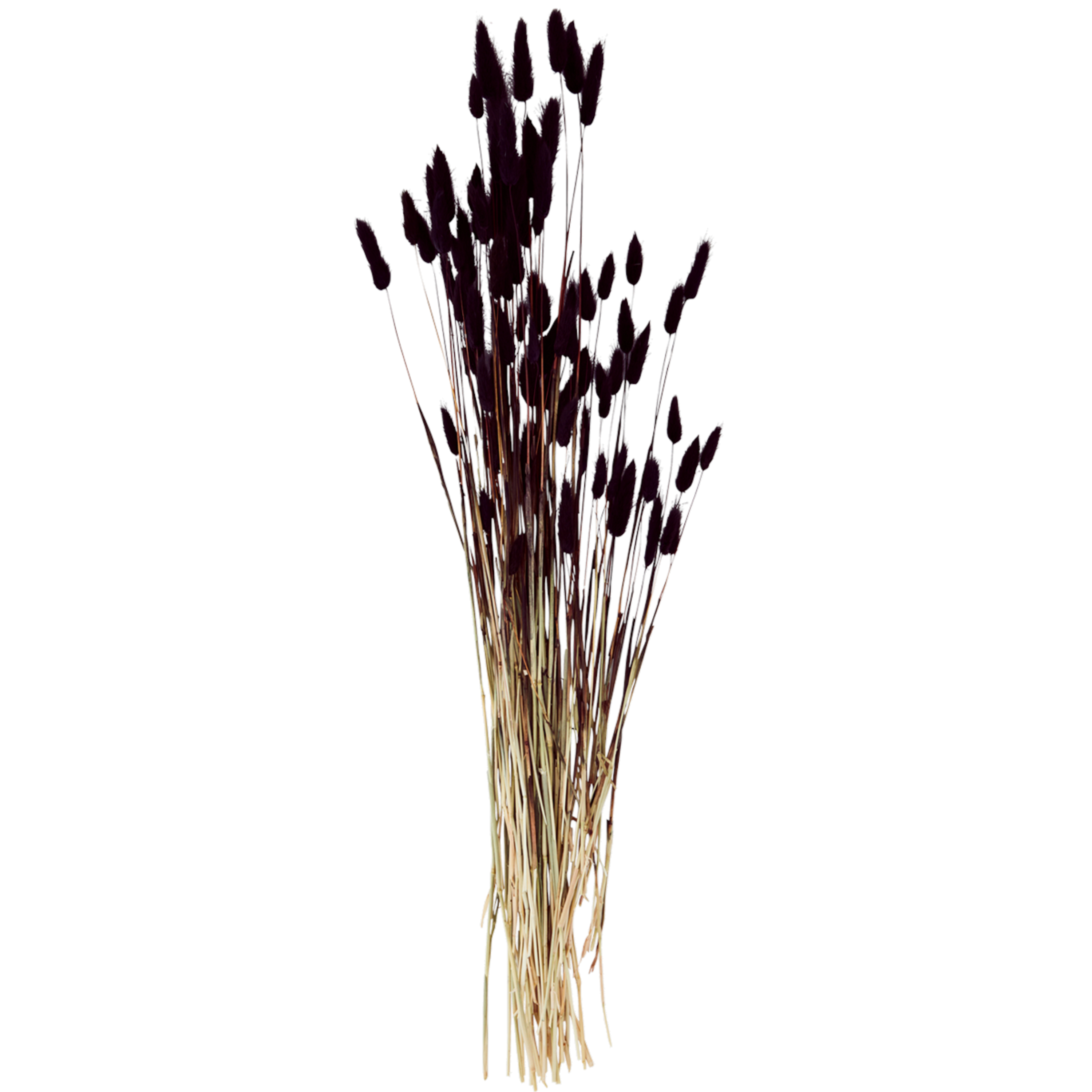 Épis de fleurs séchées noir