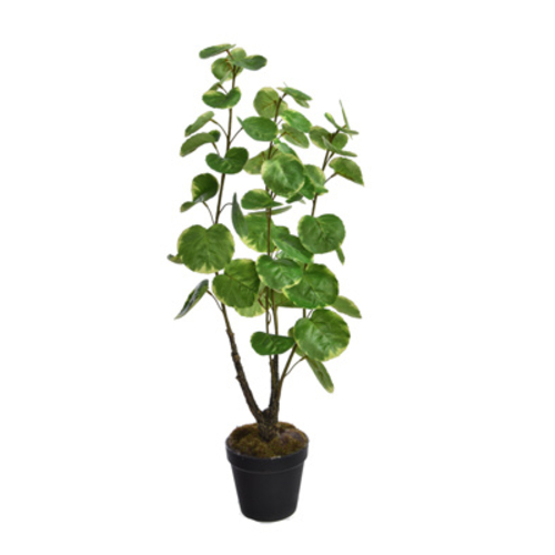 Jasaco Plante Cotinus (67 cm)