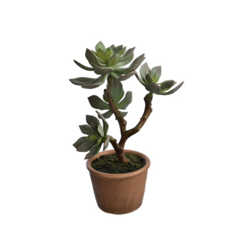 Jasaco Succulente (34 cm)