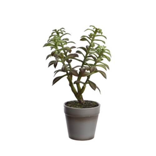 Jasaco Succulente en pot (26 cm)