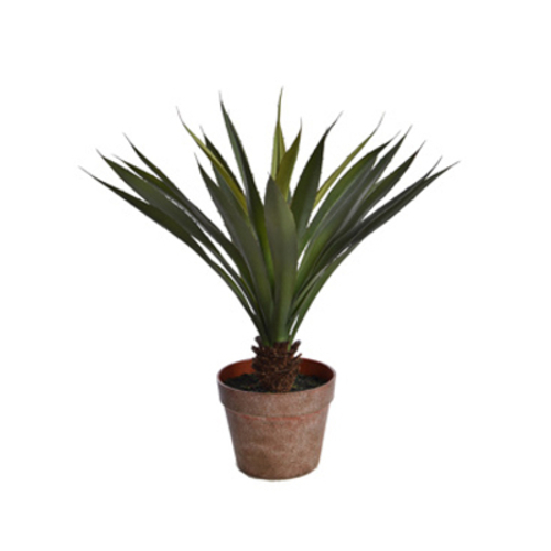 Jasaco Yucca en pot (53 cm)