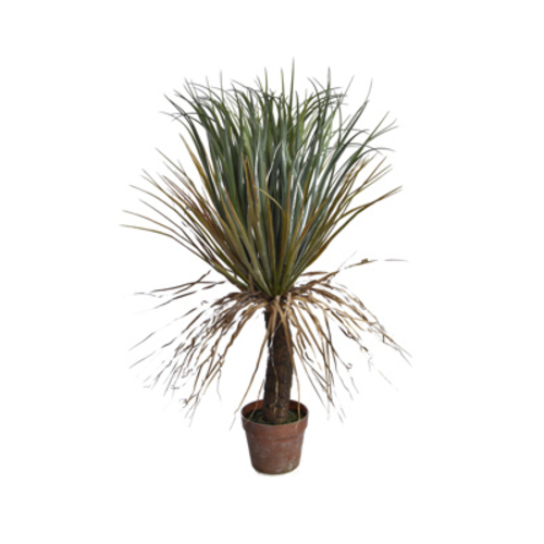 Jasaco Yucca sauvage en pot (85 cm)