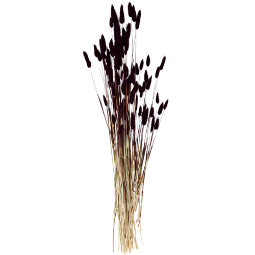 Madam Stoltz Fleurs séchées Noires (75 cm)
