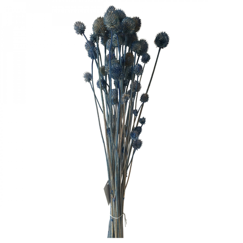 Opjet Fleurs de Dipsacus Asper Bleu (70 cm)