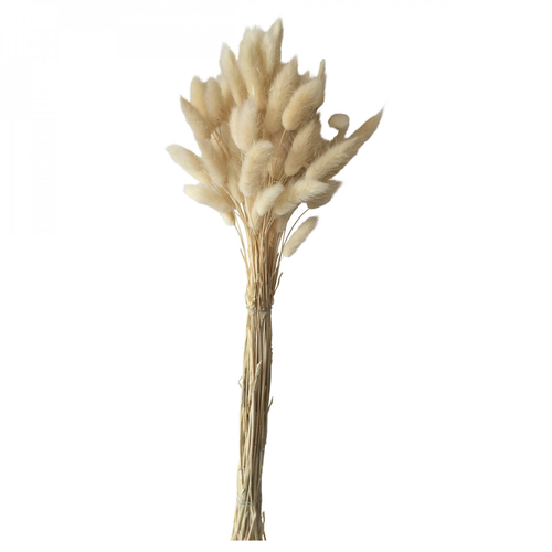 Opjet Fleurs de Lagurus Naturel (60 cm)