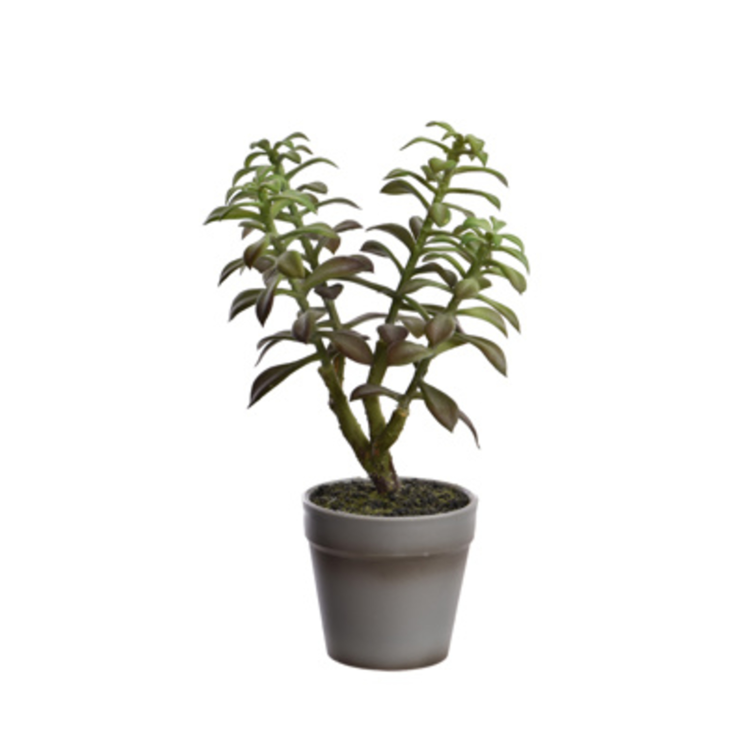 Succulente en pot (26 cm) Jasaco