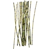 Tiges de bambou Vert Madam Stoltz