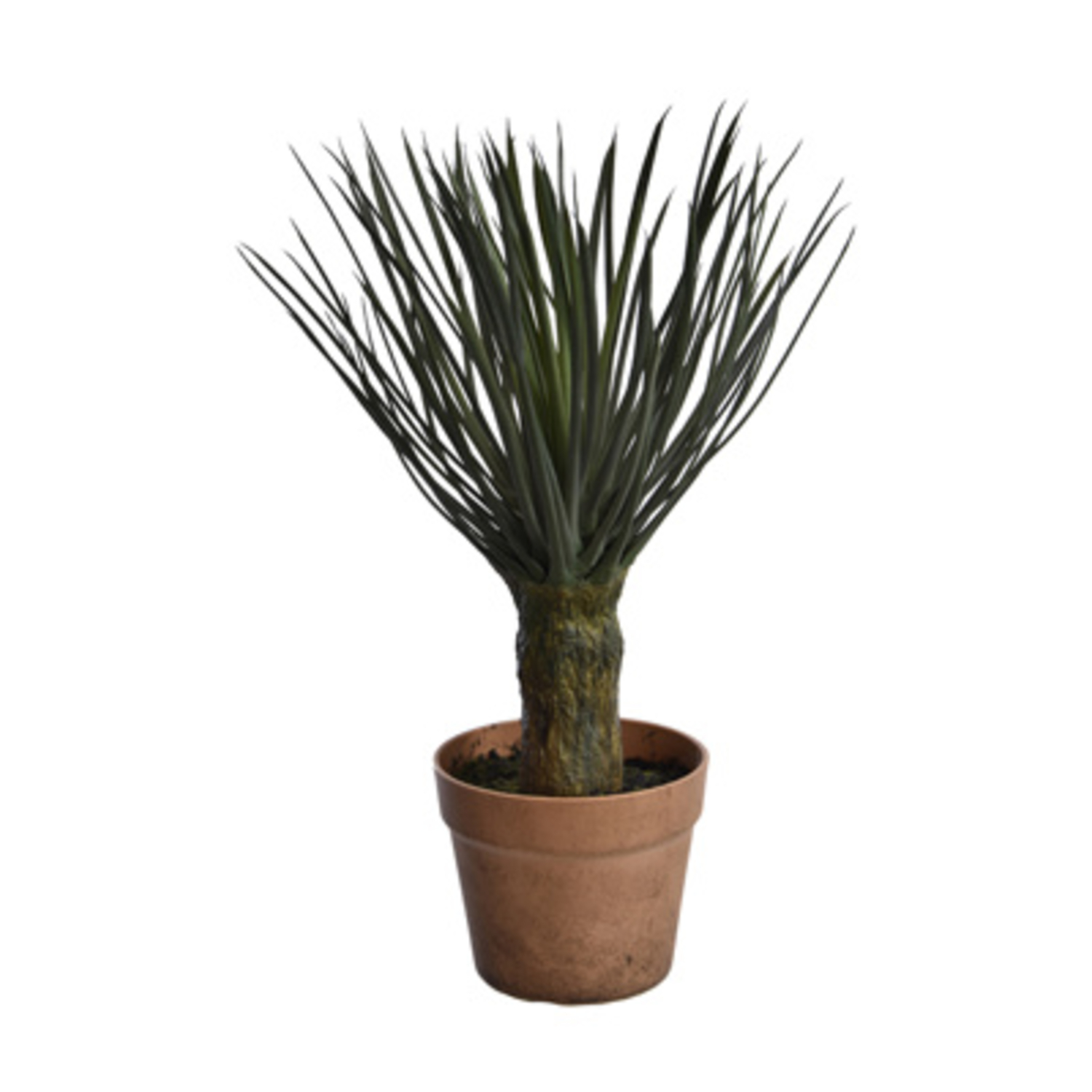 Yucca en pot (48 cm) Jasaco